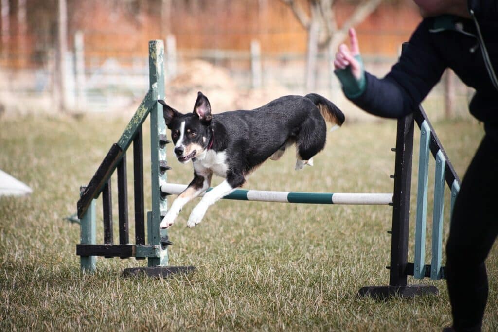 a dog jumping over a fence