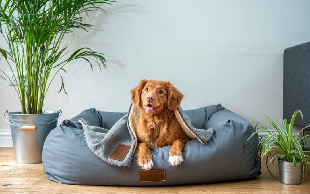 The Best Overnight Dog Boarding Near Alexandria, VA