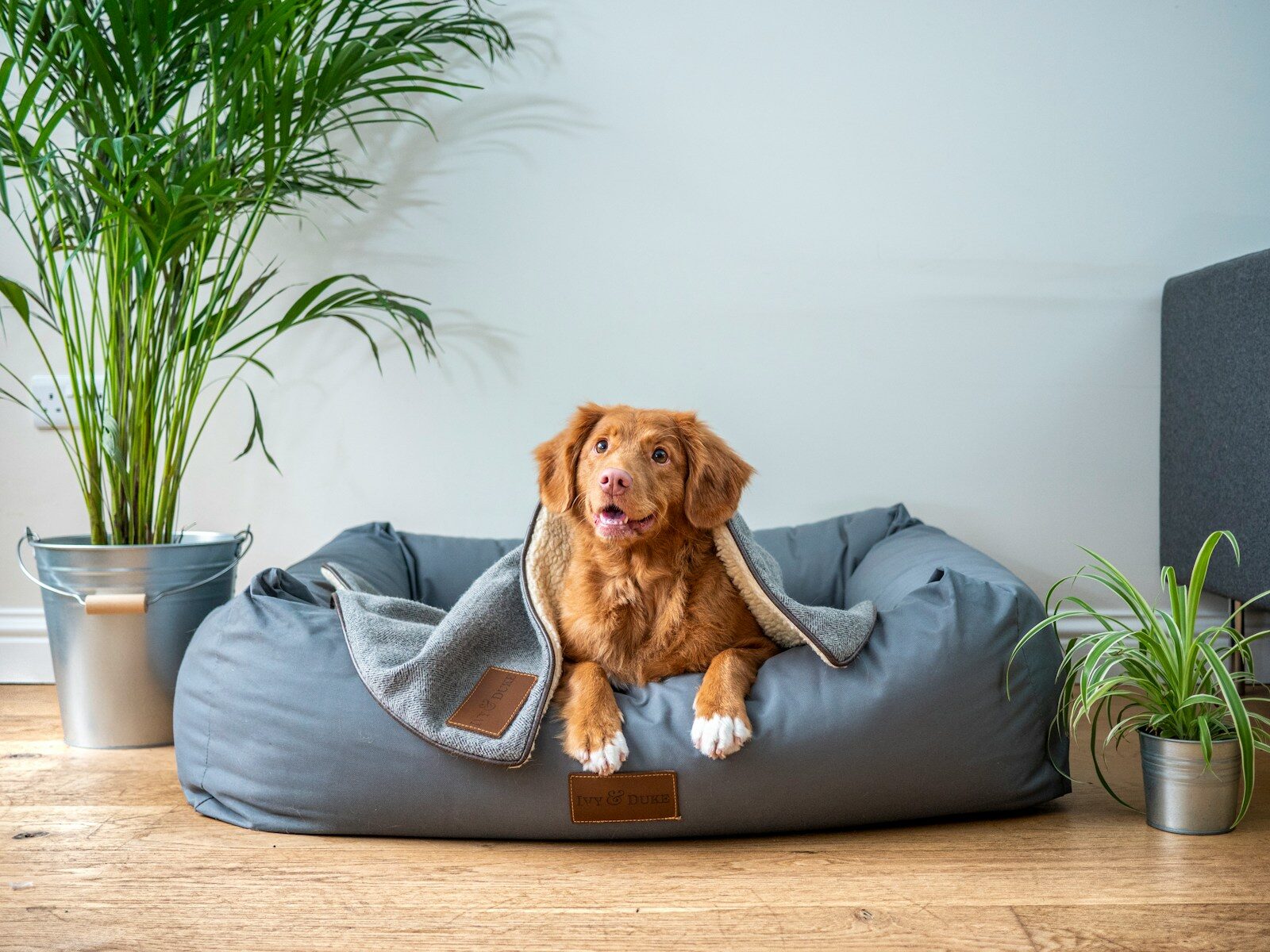 Discover the Best Overnight Dog Boarding Near Alexandria: Why Canine Cardio in Arlington, Virginia Is Your Top Choice