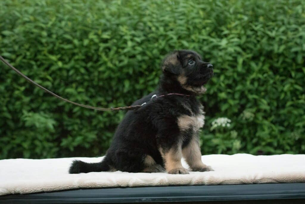 a dog on a leash