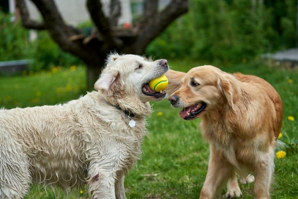 two dogs playing with a tennis ball in the grass