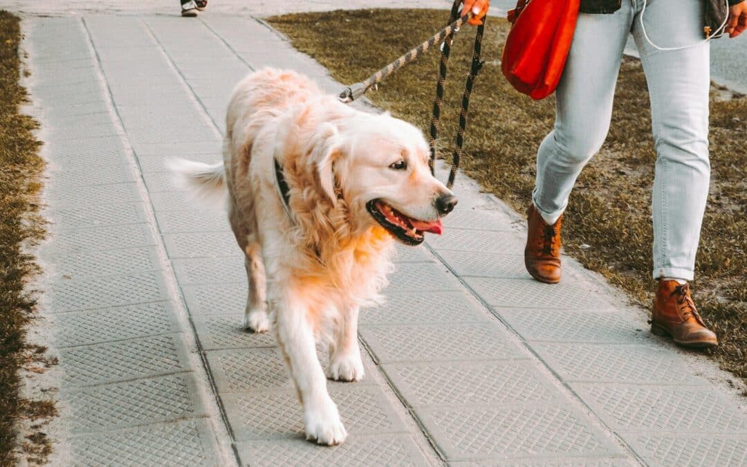 Dog Walkers in Alexandria for Busy Pet Parents