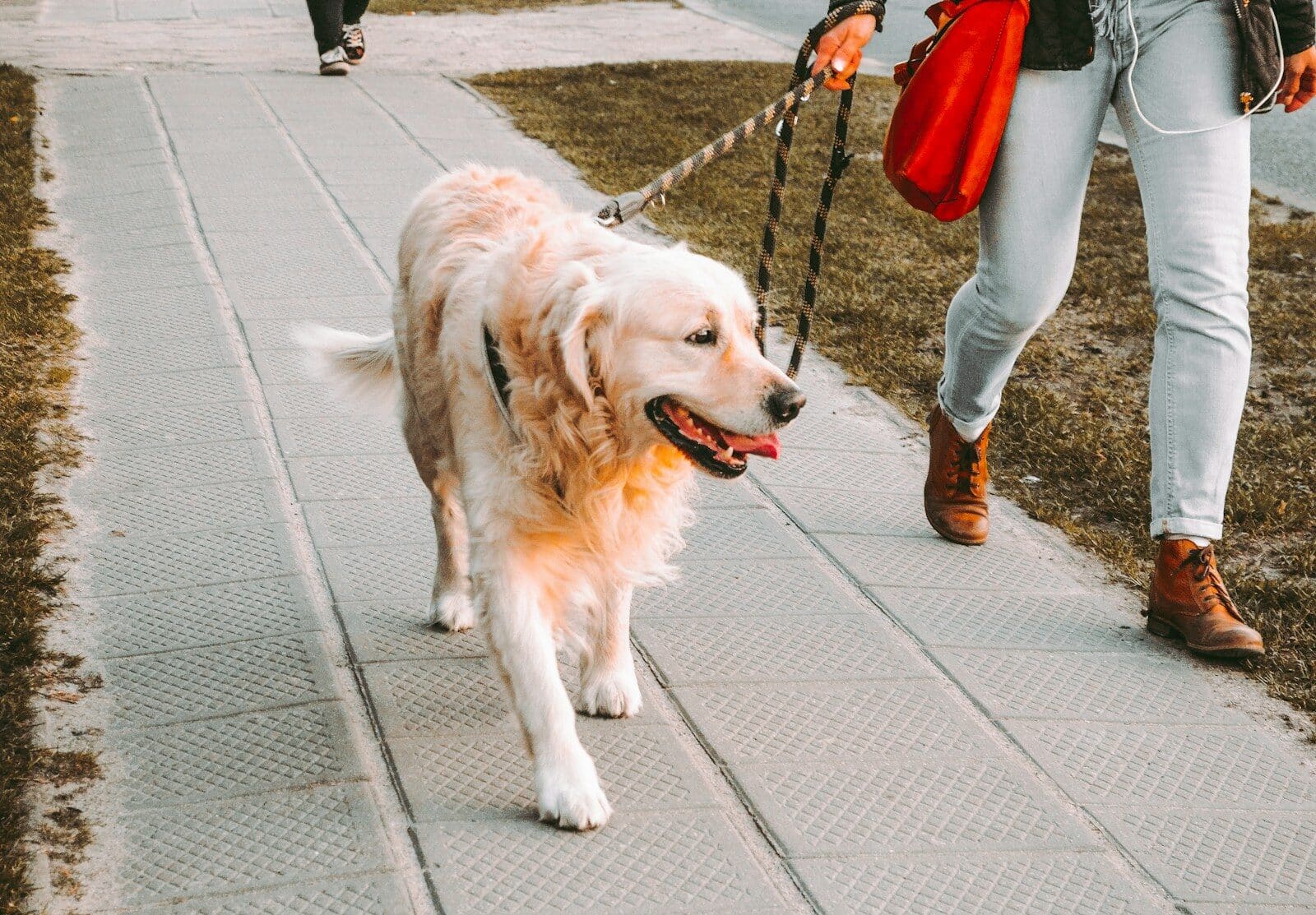Dog Walkers In Alexandria For Busy Pet Parents
