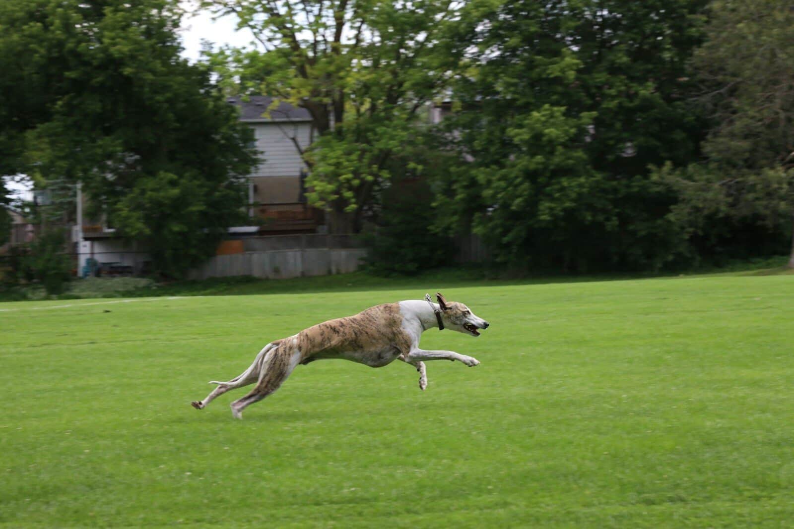 A brindle dog runs across a green grassy field