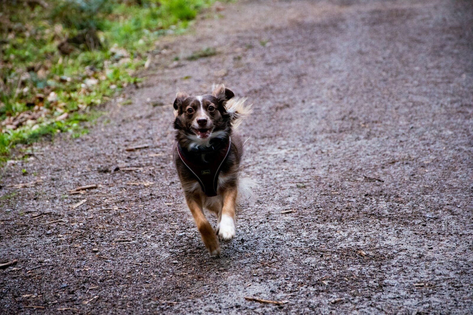 a brown and white dog running down a dirt road
