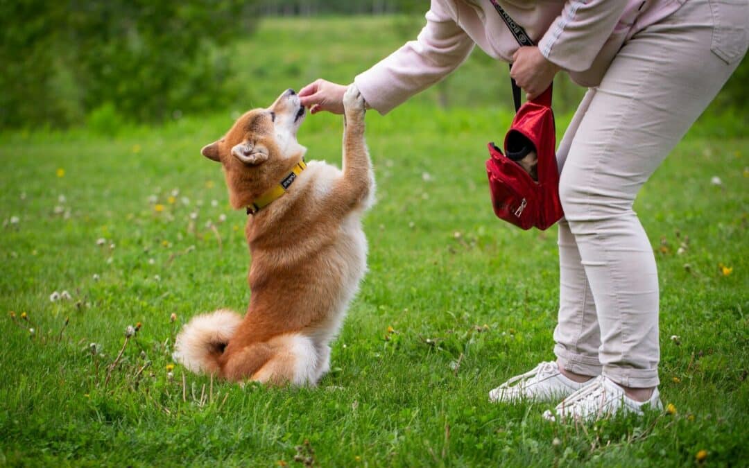10 Ways Dog Trainers In Arlington Help Build Better Behavior