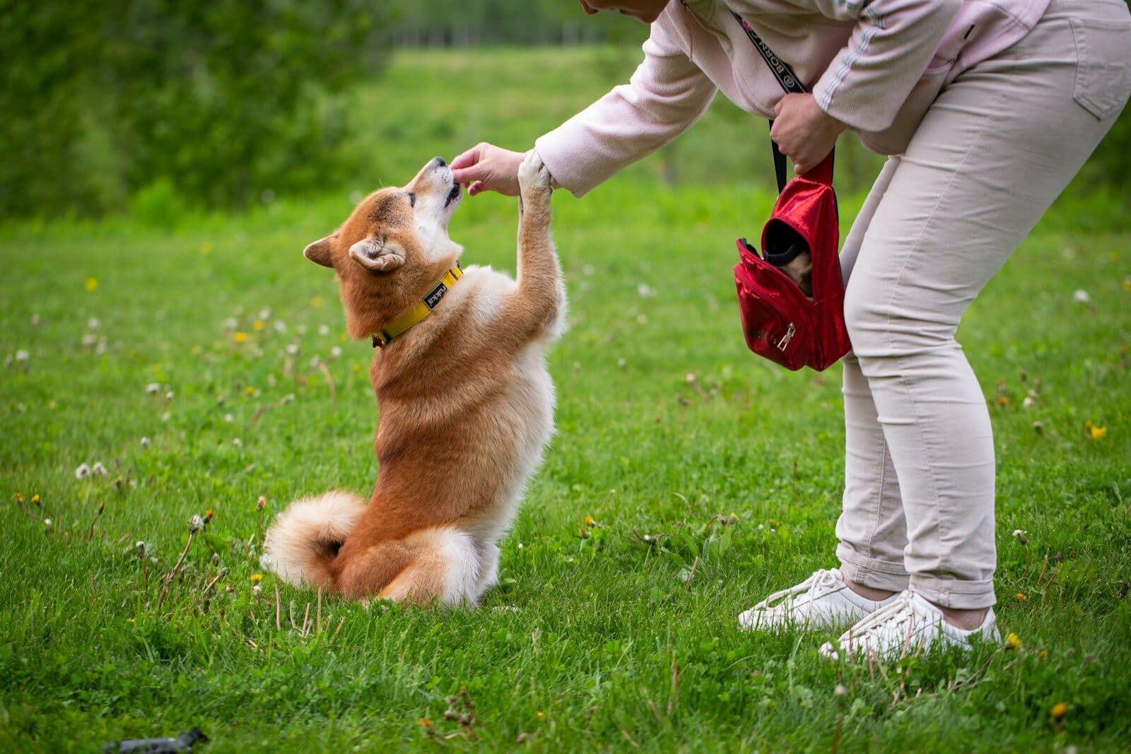 10 Ways Dog Trainers In Arlington Help Build Better Behavior