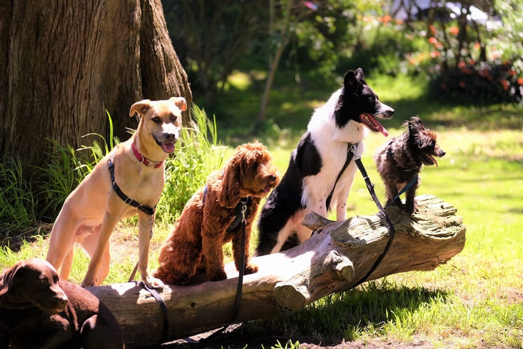 What Factors Affect Dog Training Cost?