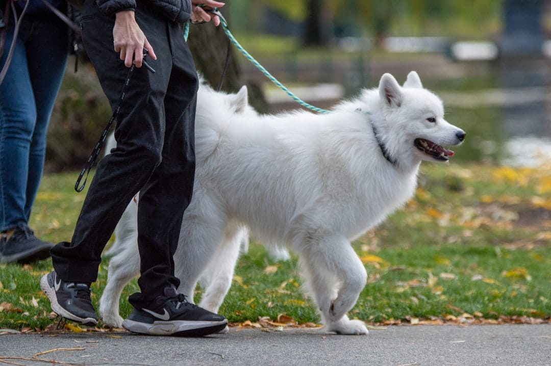 What I Look for in a Professional Dog Walker