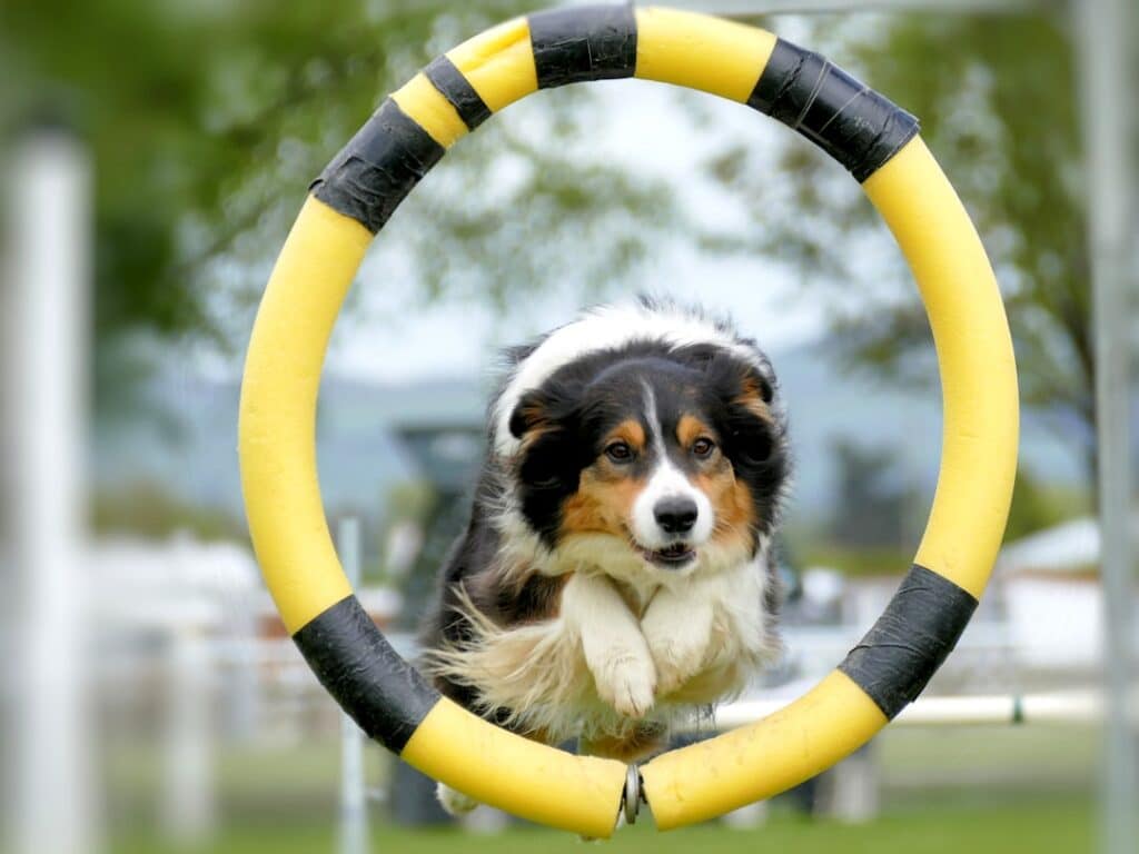What Is a Dog Agility Course?