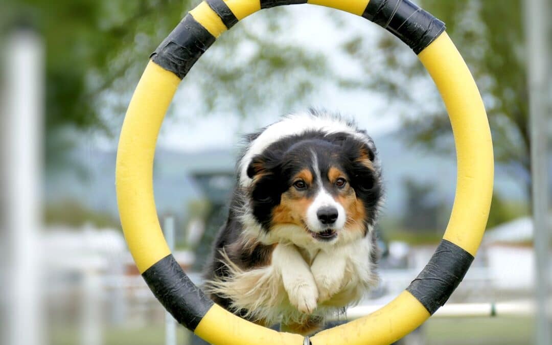 Dog Agility Course Benefits For Active Dogs In Arlington