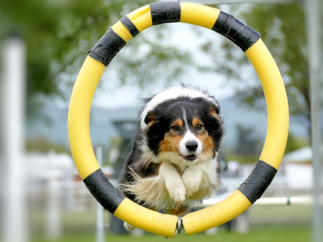 What Is a Dog Agility Course?