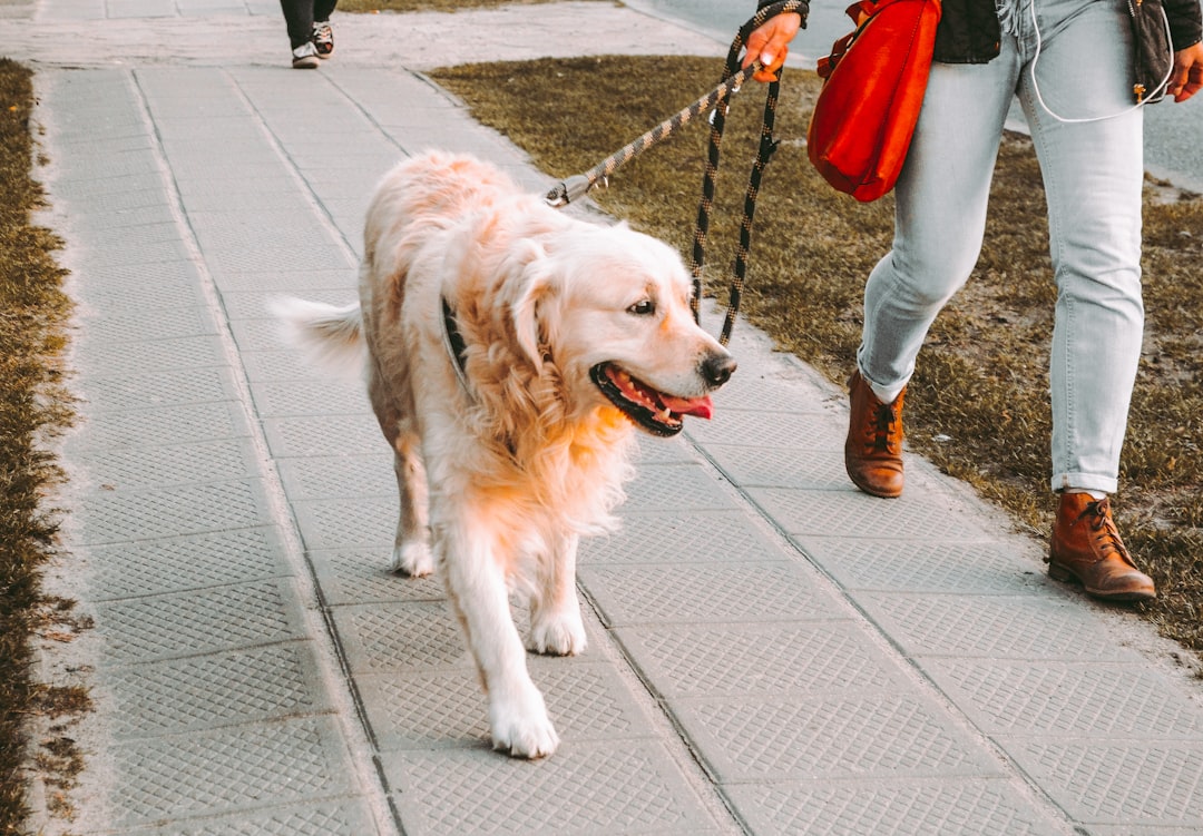 Why a Dog Walker Should Understand More Than Dog Walking