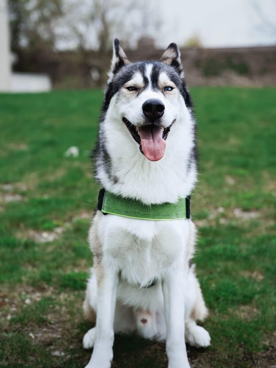 A husky with heterochromia wearing a green harness on a grassy field.