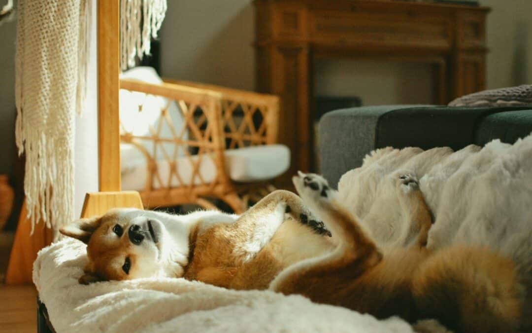 Dog Sitter Or Dog Daycare: Which Does Your DMV Based Dog Need?