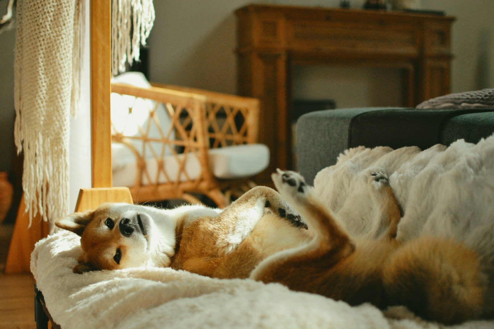 Dog Sitter Or Dog Daycare: Which Does Your DMV Based Dog Need?