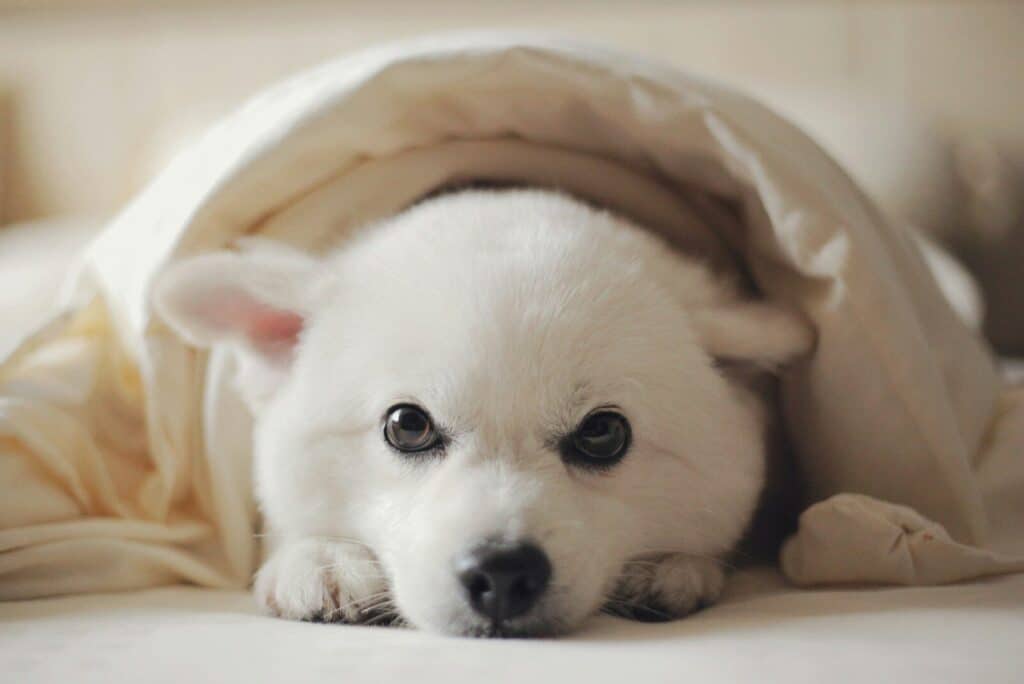 white short coated dog on brown textile