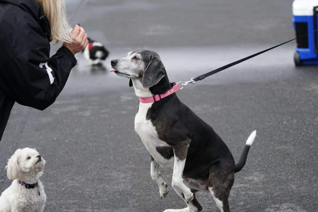 woman feed the dog at the street