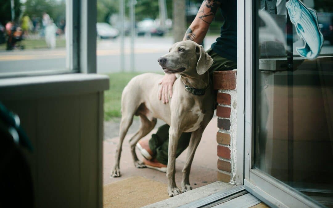 Dog Boarding In Alexandria: What To Expect During Your Dog’s Stay