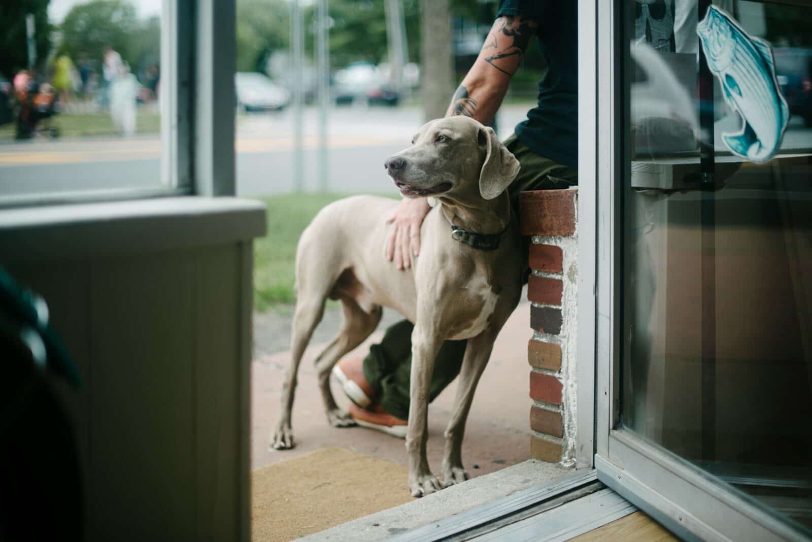 Dog Boarding In Alexandria: What To Expect During Your Dog’s Stay