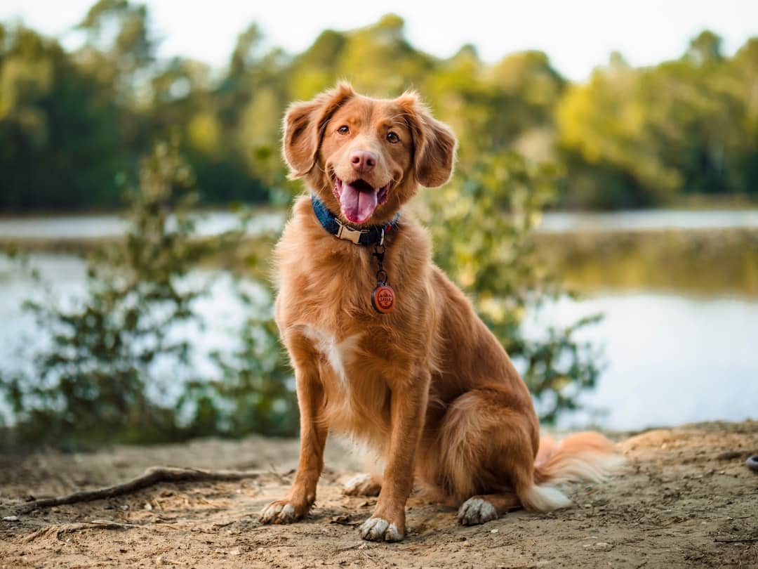 Your Dog's Age