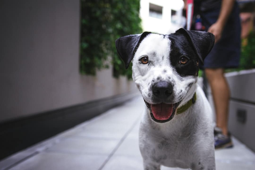 Your Dog's Behavior