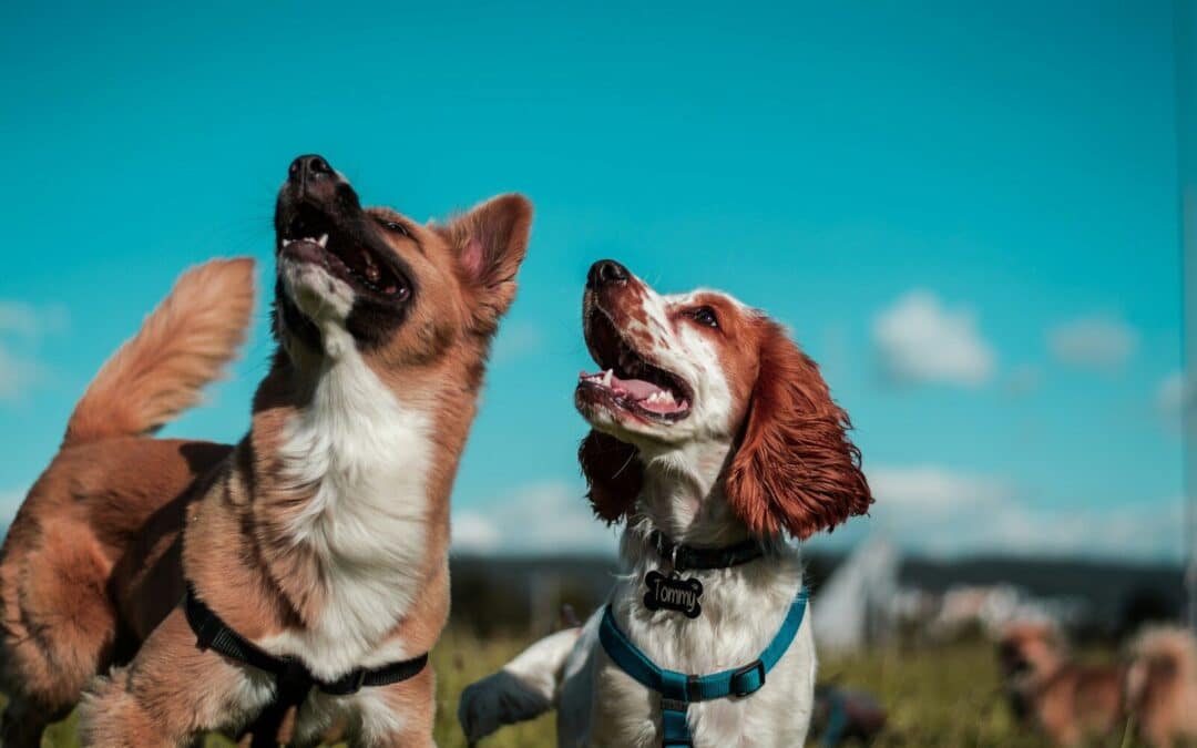 Doggy Daycare In Arlington: What Pet Parents Should Know