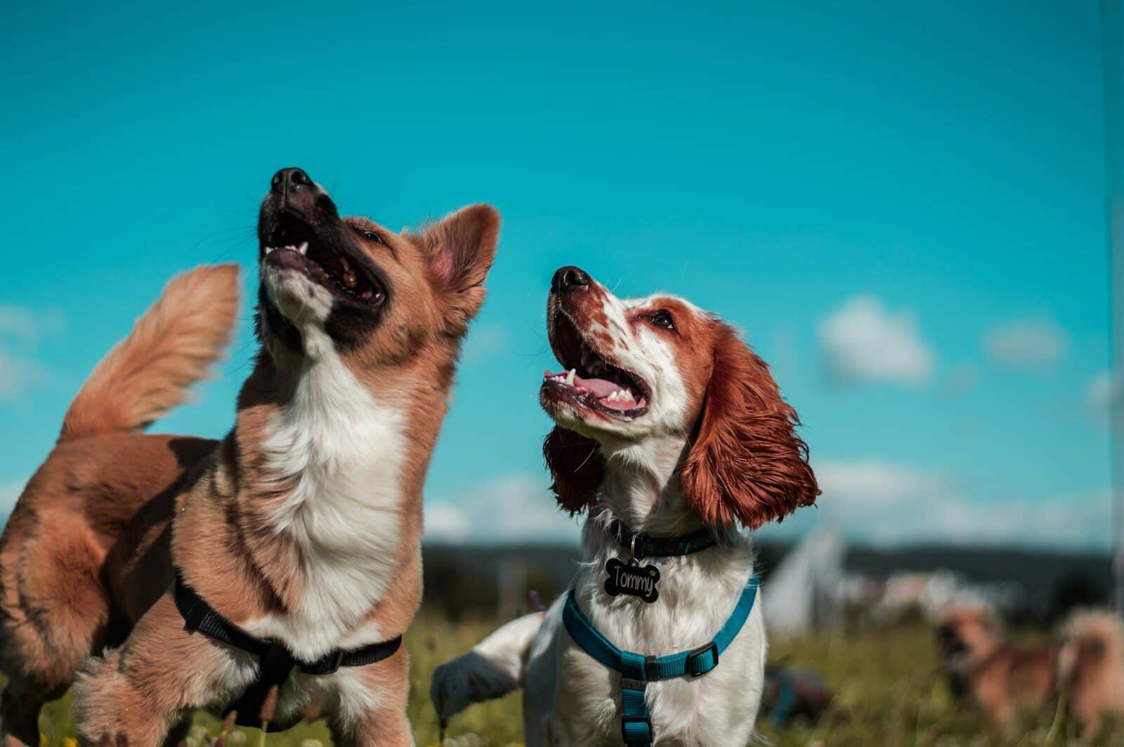 doggy daycare